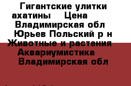 Гигантские улитки ахатины  › Цена ­ 100 - Владимирская обл., Юрьев-Польский р-н Животные и растения » Аквариумистика   . Владимирская обл.